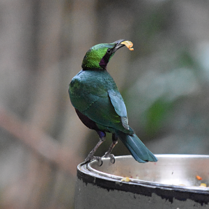 Emerald Starling