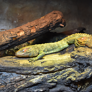 Caiman Lizards