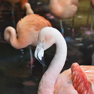 Chilean Flamingo