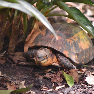 Indochinese Box Turtle