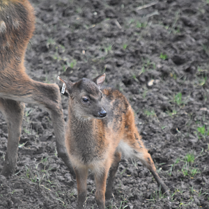 Baby Spotted Deer