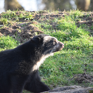 Andean Bear Cub