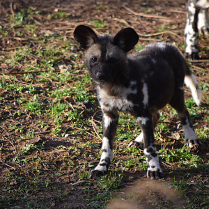 Painted Pups