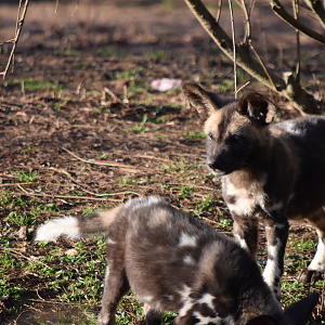 Painted Pups