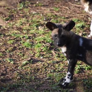 Painted Pups