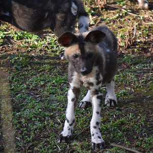 Painted Pups
