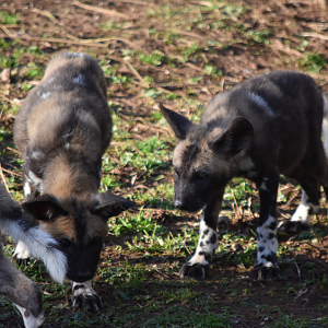 Painted Pups