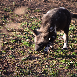 Painted Pups