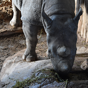 Black Rhino Calf