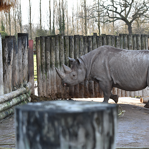 Black Rhino and Calf