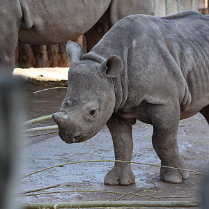 Black Rhino Calf