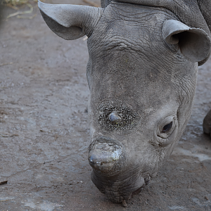Black Rhino Calf Close-up