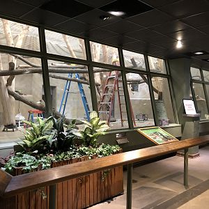 Colobus Monkey Renovation