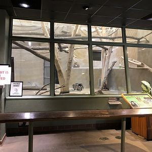 Colobus Monkey renovation