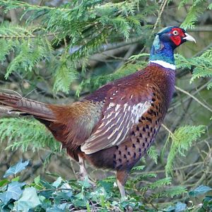 Wild Pheasant, February 2018