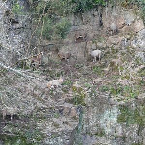 West Caucasian Tur enclosure, February 2018