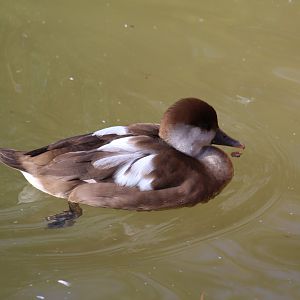 Red-Crested Pochard