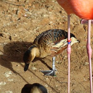 Wandering Whistling-Duck