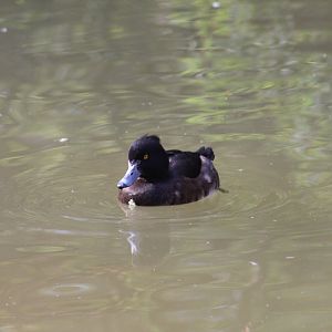 Tufted Duck??