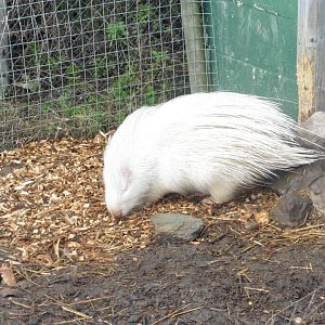 (Albino) African Crested Porcupine