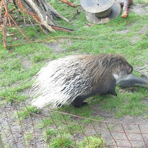African Crested Porcupine