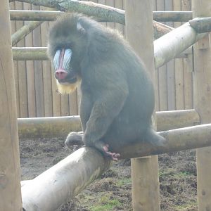 Mandrill (alpha male)