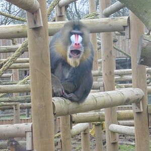 Mandrill