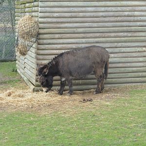 Mediterranean Miniature Donkey