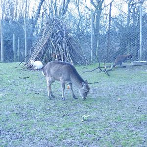 albino & pure Bennett's Wallaby,Sika Deer,Chinese Muntjac (in the wood teepee)