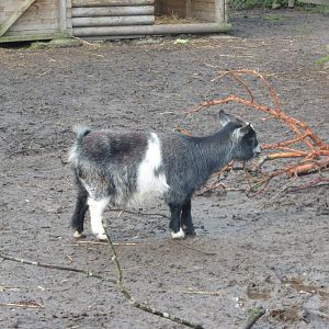 African Pygmy Goat
