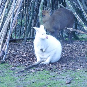 Albino Bennett's Wallaby & Chinese Muntjac Deer
