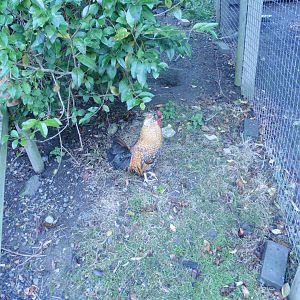 Free roaming Chickens
