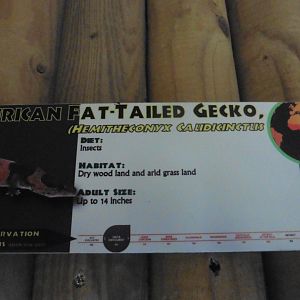 African Fat-tailed Gecko Info sign