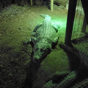 Nile Crocodile