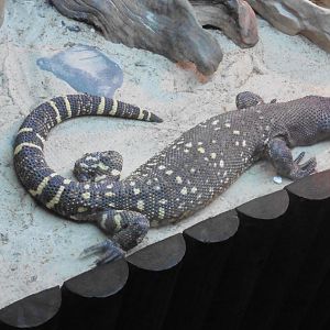 Rio Fuerte Beaded Lizard (heloderma horidum exasperatum)