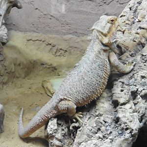 Inland Bearded Dragon (pogona vittceps)