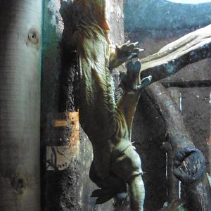 Heinkel's Giant Day Gecko (rhacodastylus leachianus heinkeli)