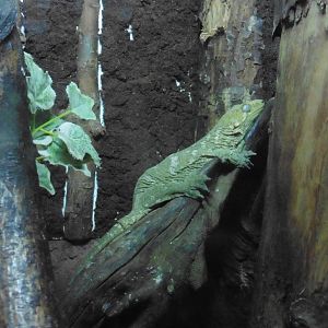 Heinkel's Giant Day Gecko (rhacodastylus leachianus heinkeli)