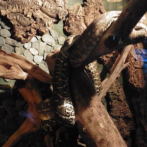 Bredl's Carpet Python (morelia bredli)