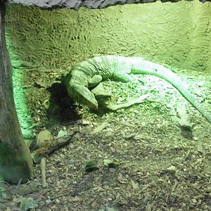 Grays Monitor (varanus olivaceus)