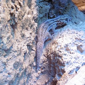 Giant Wonder Gecko (teratoscinsus scinsus keysleringi)