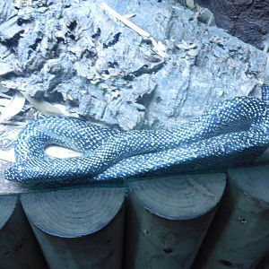 Speckled King Snake (lampropeltis getila holbrooki)