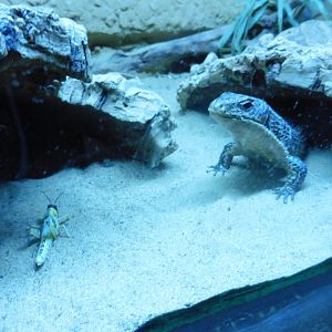 Sudan Plated Lizard (gerrosaurus majori)