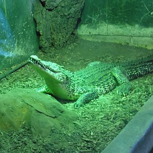 Cuban Crocodile