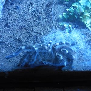 Brazilian White Knee Tarantula