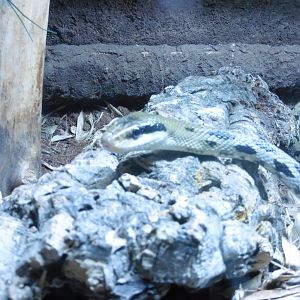 Asian Beauty Snake (elaphe taenilira)