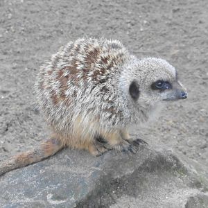 Meerkat