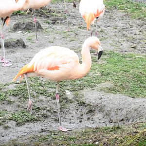 Greater Flamingo