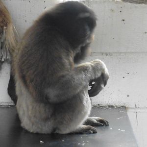 Mueller's X Agile Gibbon