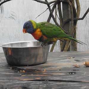 Rainbow Lorikeet